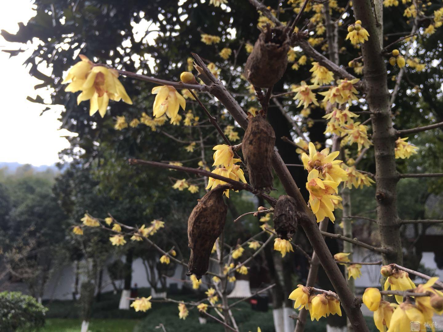 多地节俭办春节，灯笼不再满树挂