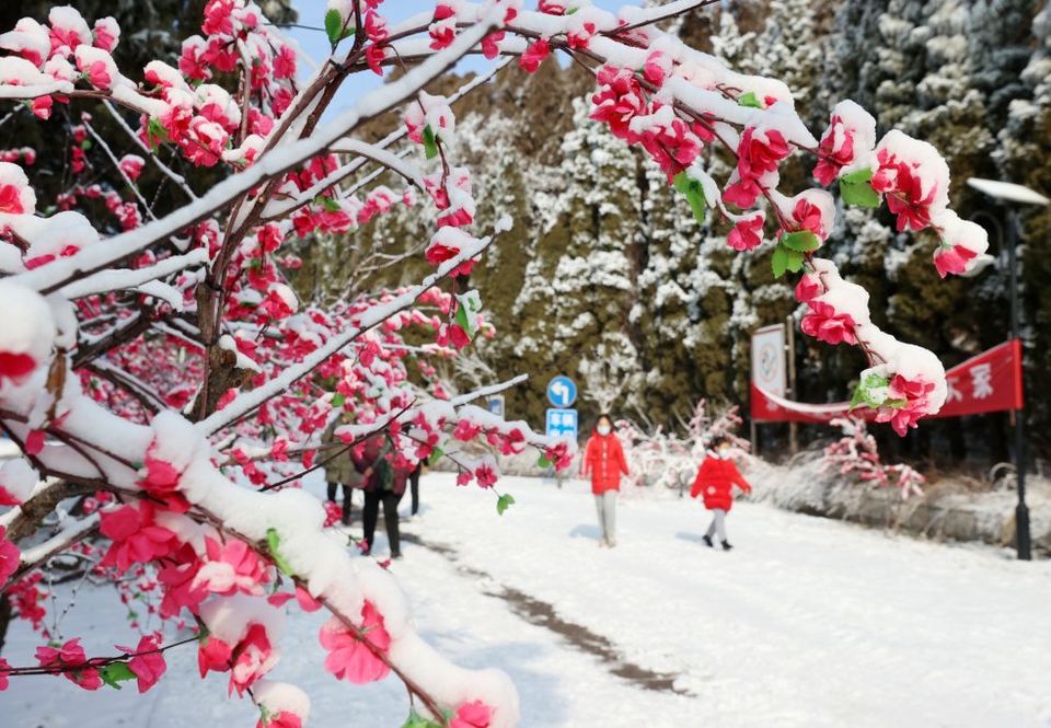 冬去春会来，雪化花会开