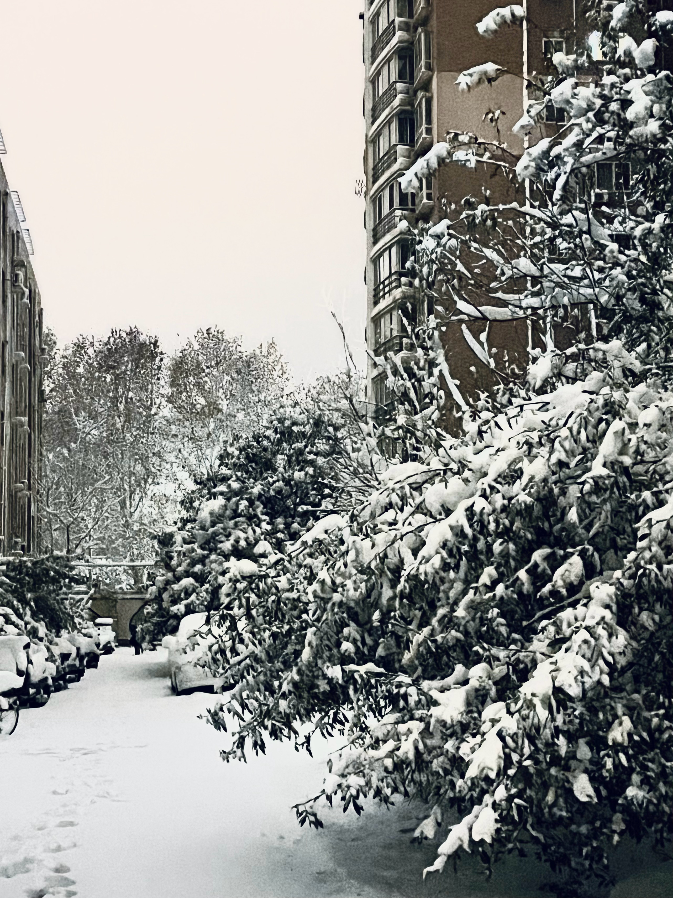 郑州下雪了，冬日雪舞中的城市魅力与挑战