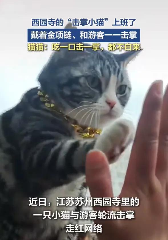 猫盘新风潮席卷年轻人圈子，猫咪时尚成职场新宠！