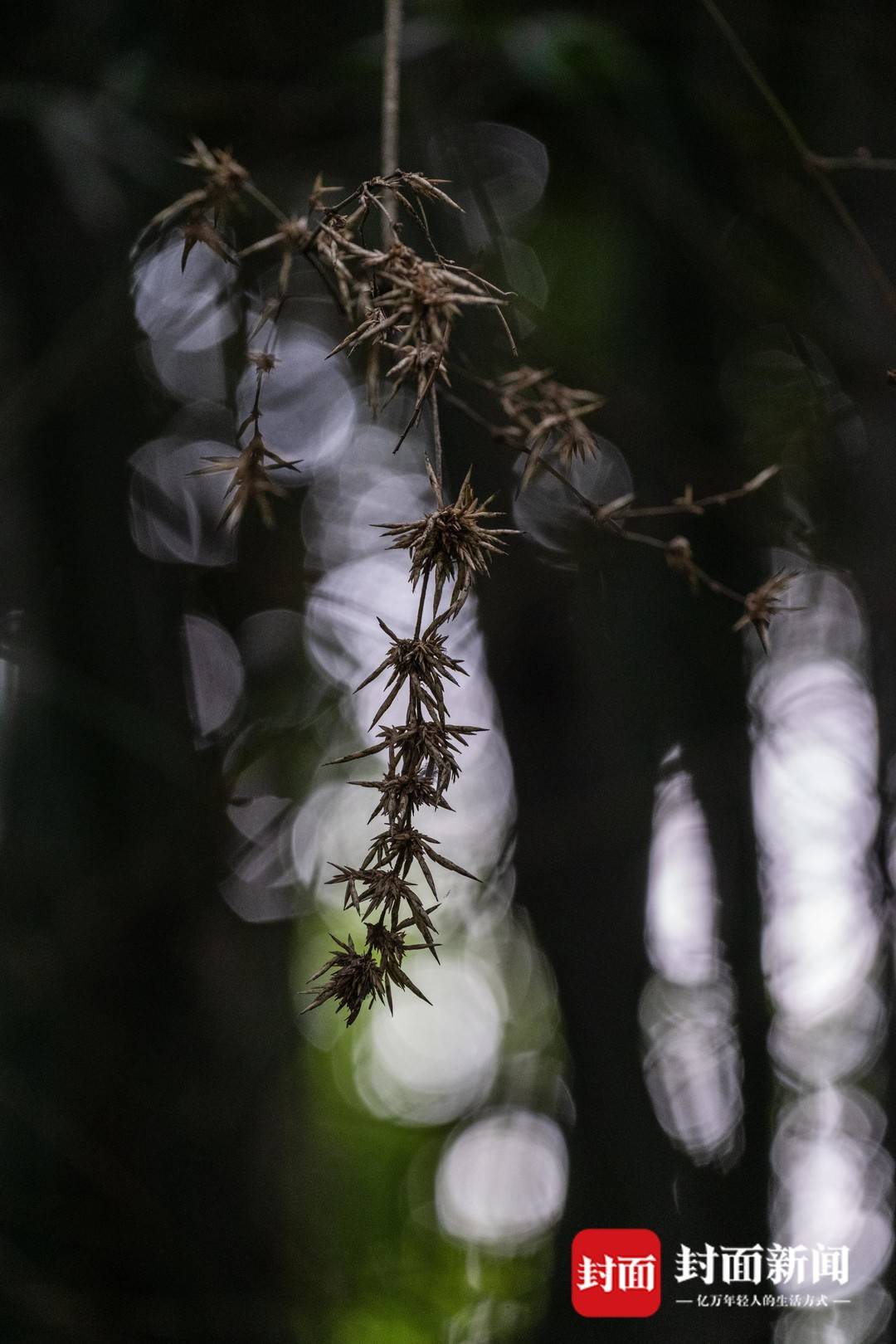 成都奇观，竹子开花，错过需等六十年？深度解读背后的故事